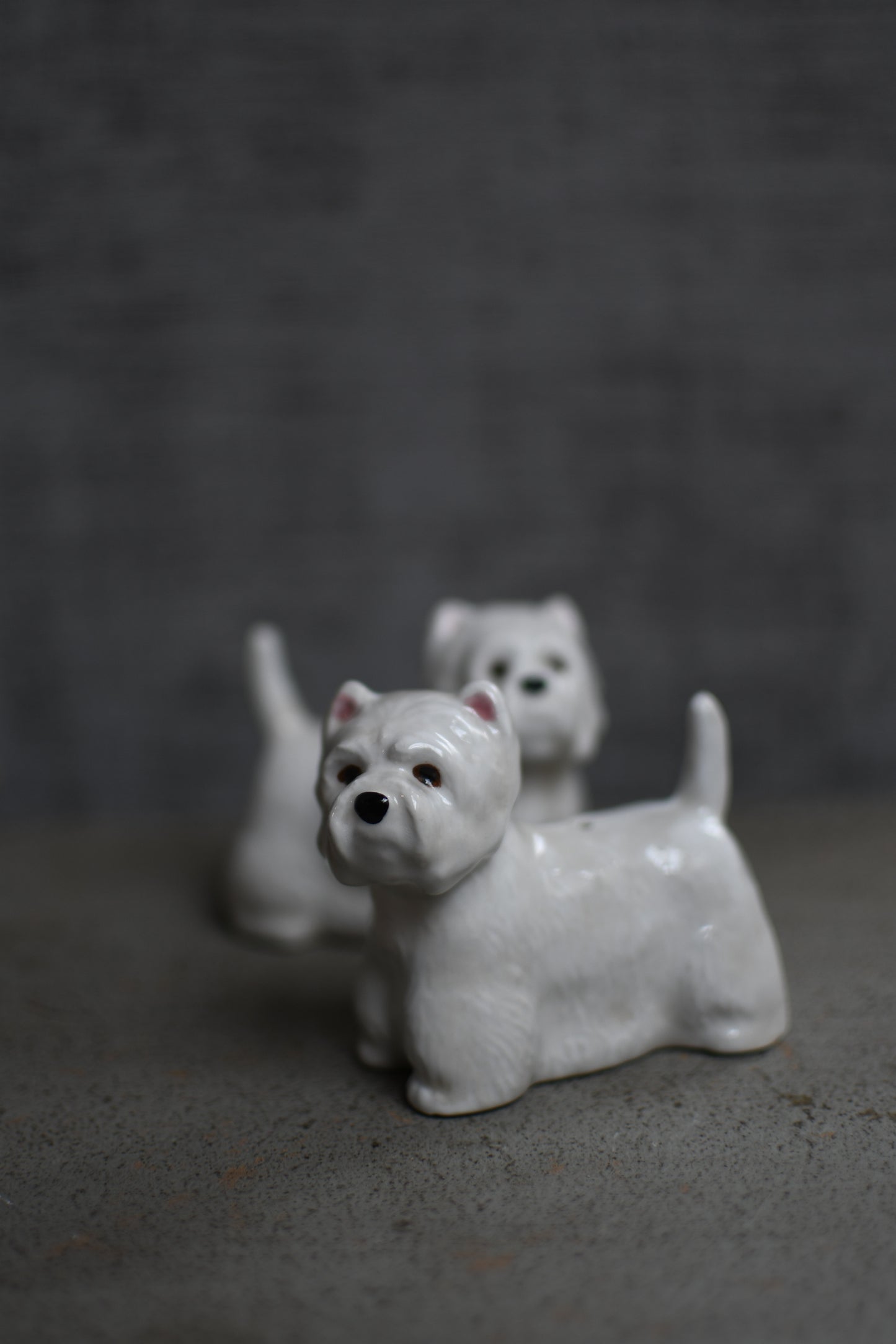 westie