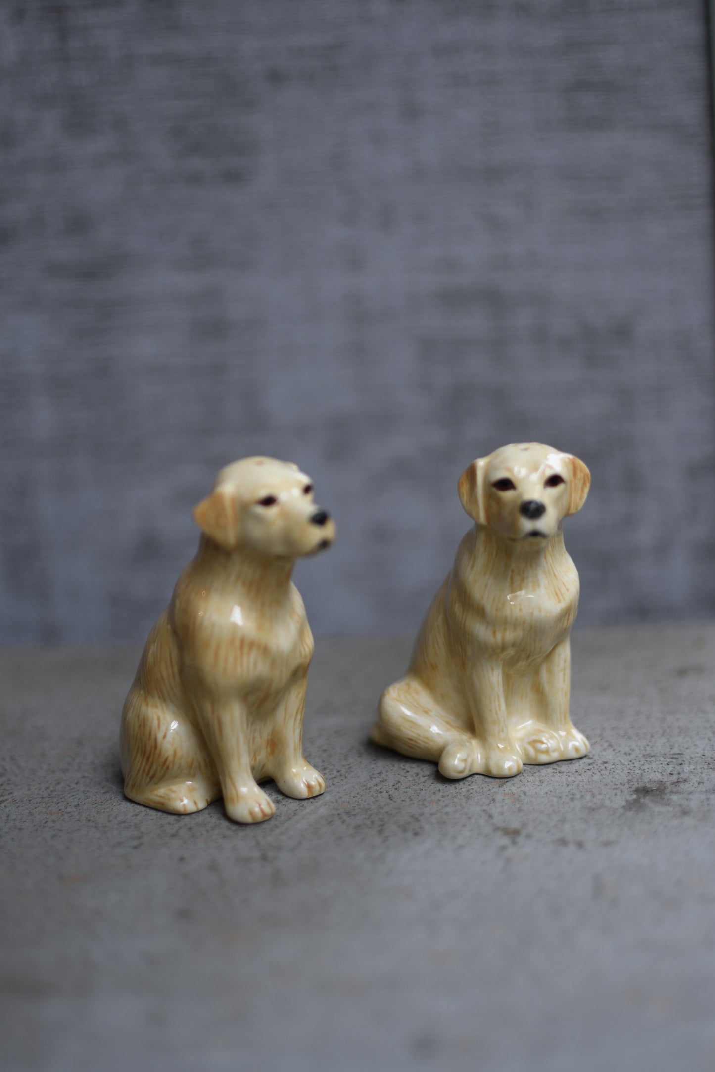 labradores amarillos