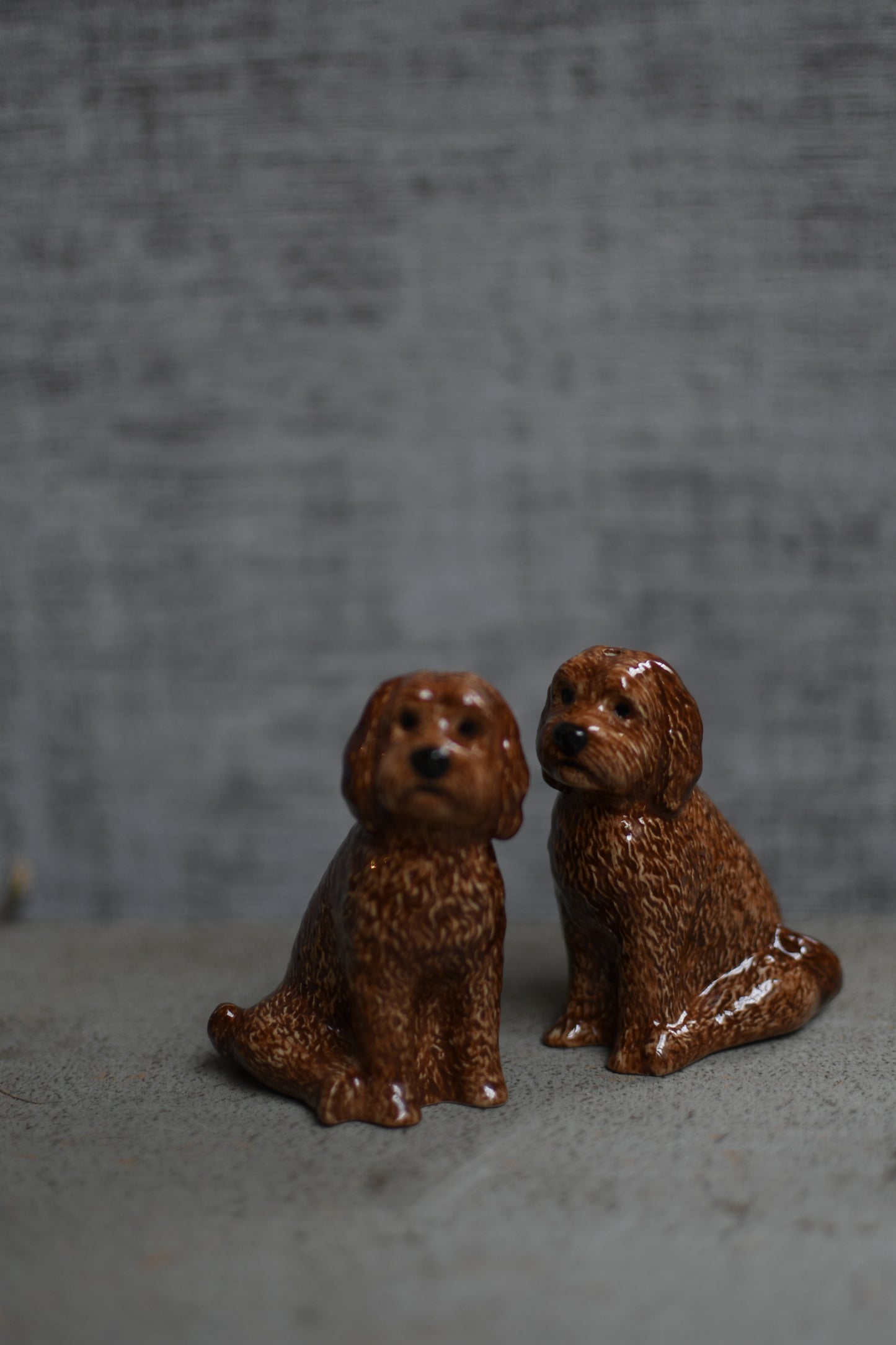 labradoodles