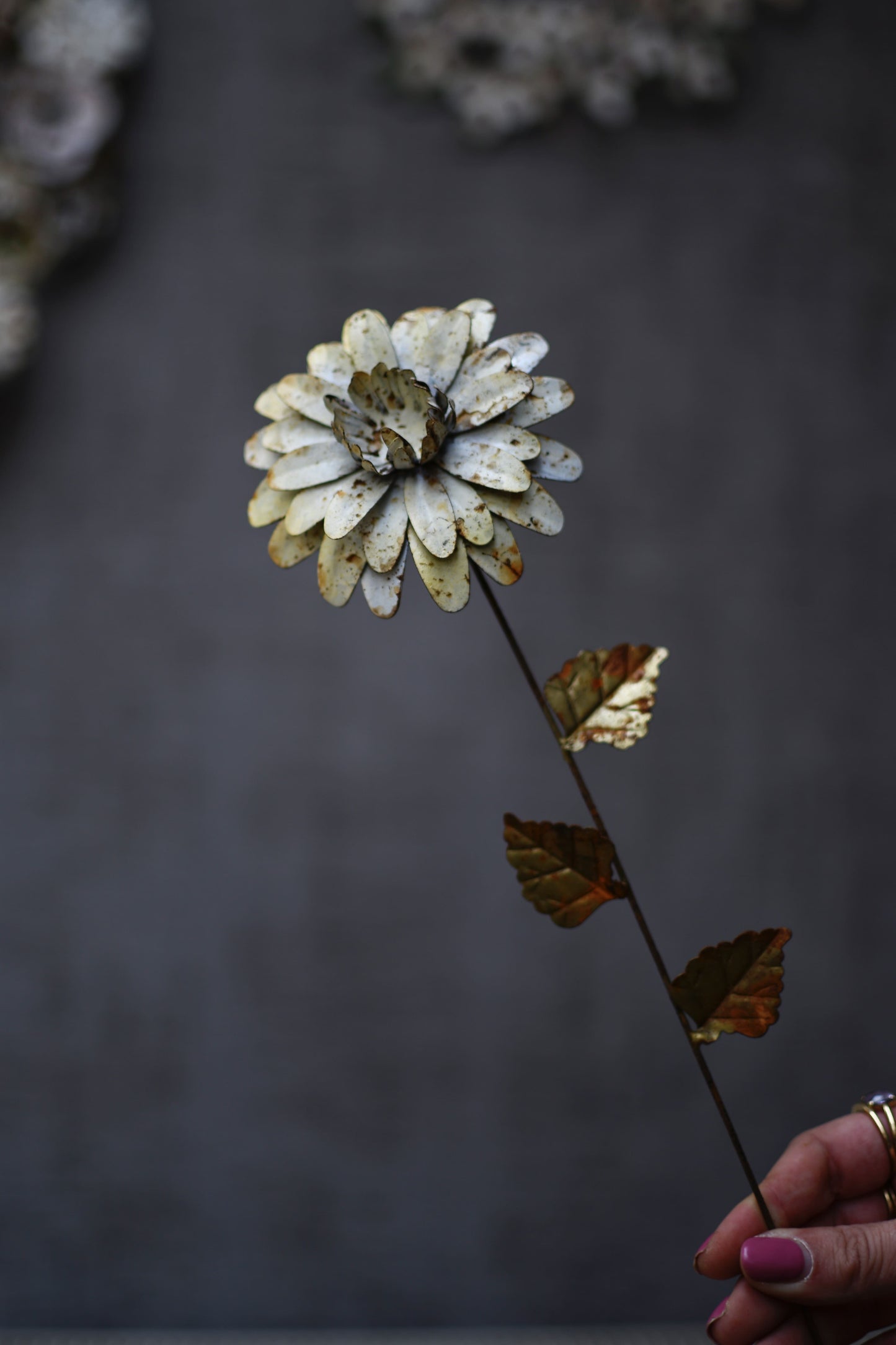dahlia