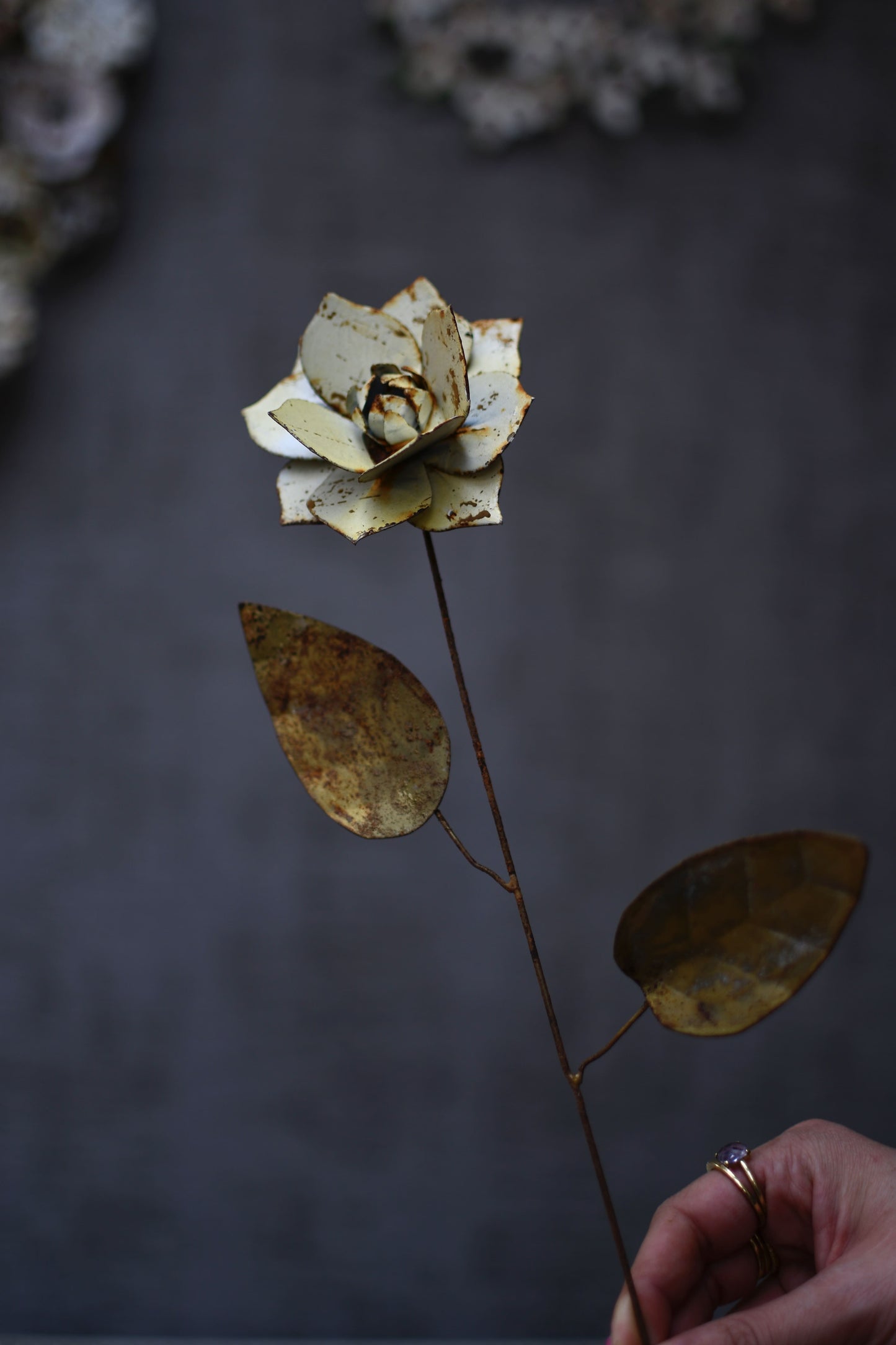 rosa